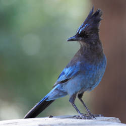 Steller's Jay Hanging Out