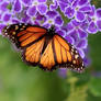 Monarch Butterfly on Purple