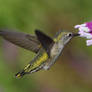 Anna's Hummingbird