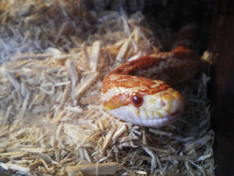 My snakee :D