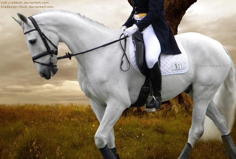 Dressage