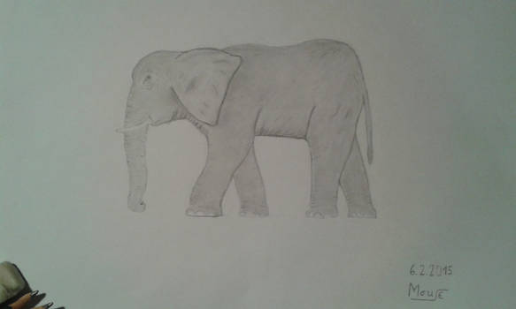 An african elephant