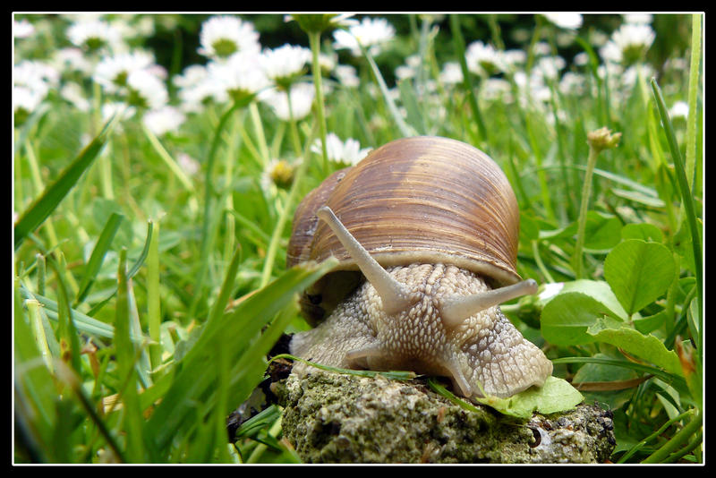 Snail II