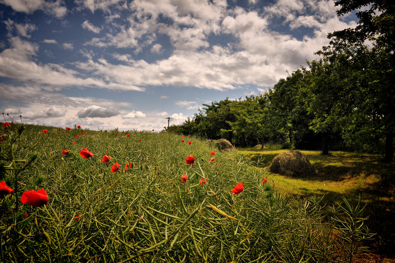 Field poppy