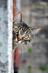 Cat next door by tomsumartin