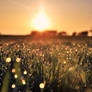 Meadow full of pearls