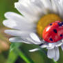Autumnal Ladybug