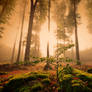 Forest enlightenment