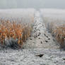 Where they live pheasants