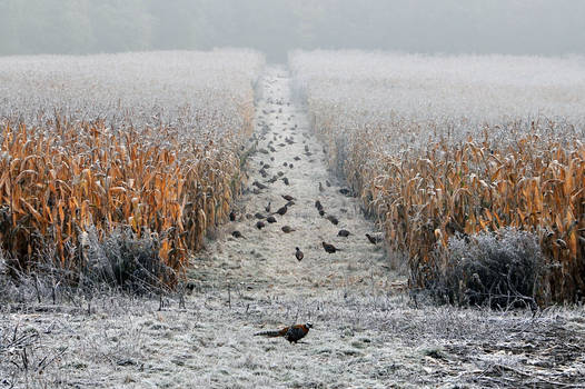 Where they live pheasants