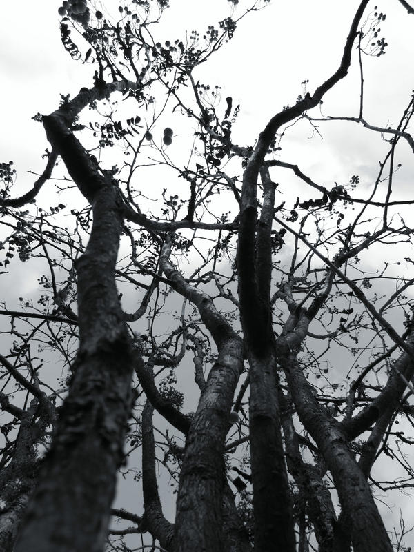 angry tree by Merdoll on DeviantArt