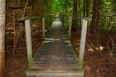 Bridge To A Forest