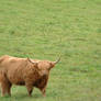 gorjuss-stock highland cow