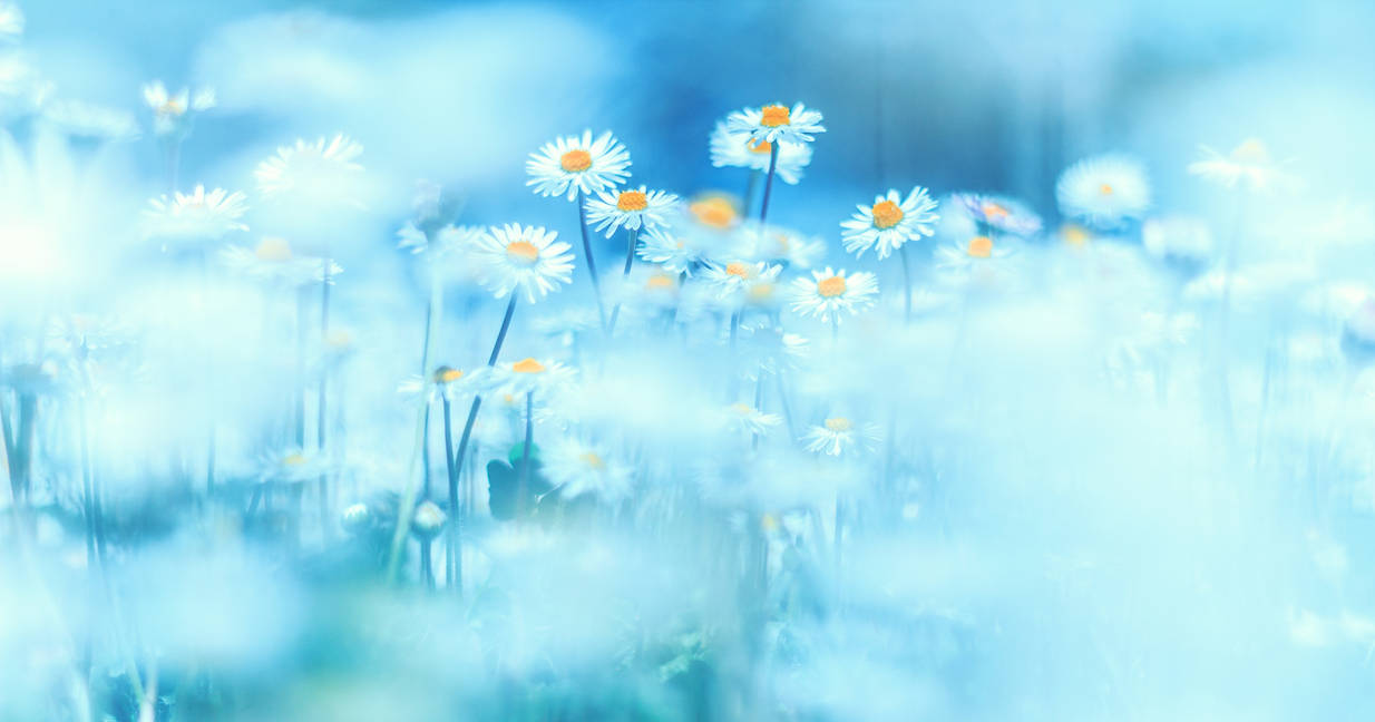 Daisies by ekstradicija Daisies by ekstradicija