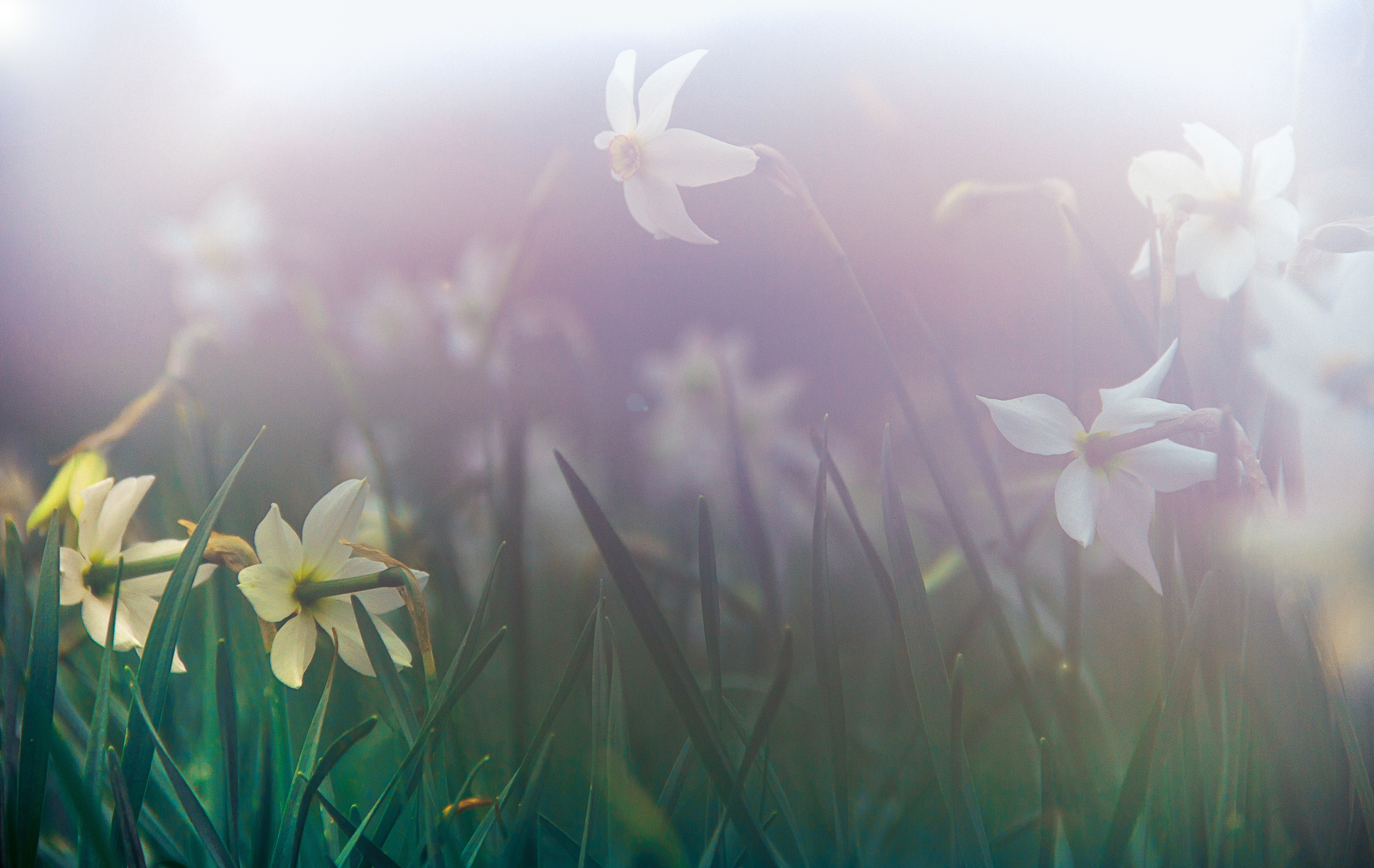 Wild Misty Narcissus