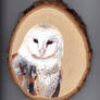 Barn Owl Portrait