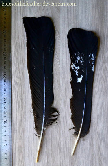 Feathers - Black Oil Pastel by Yattastat on DeviantArt