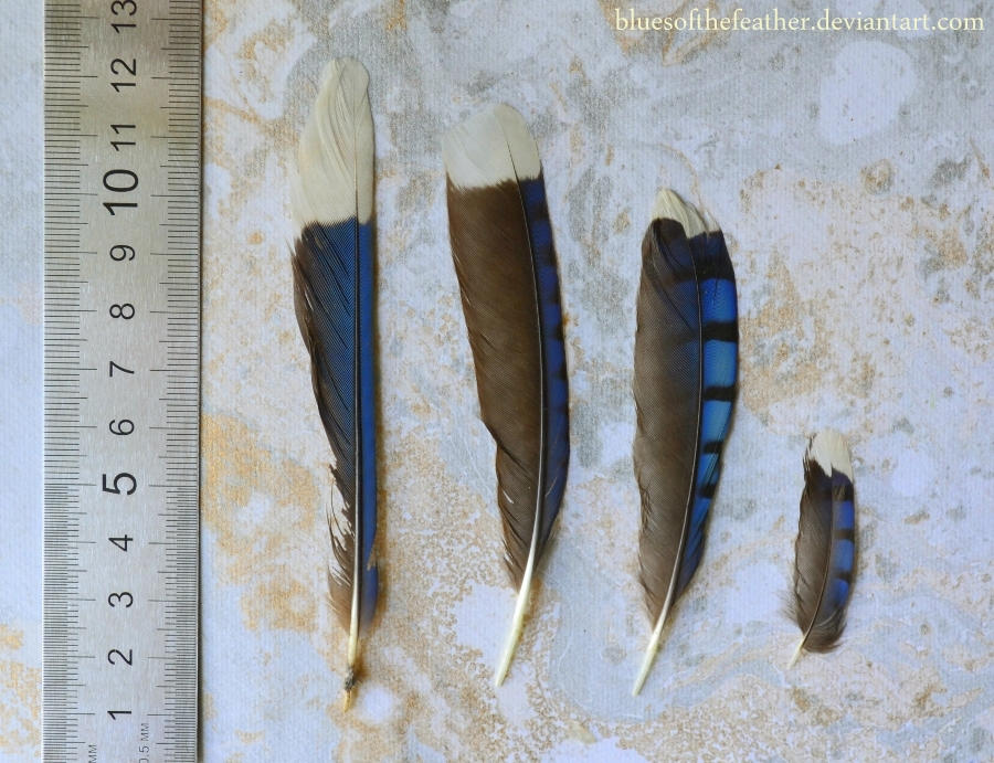 Blue Jay Feathers By Bluesofthefeather On Deviantart Blue Jay Feathers By Bluesofthefeather On Deviantart