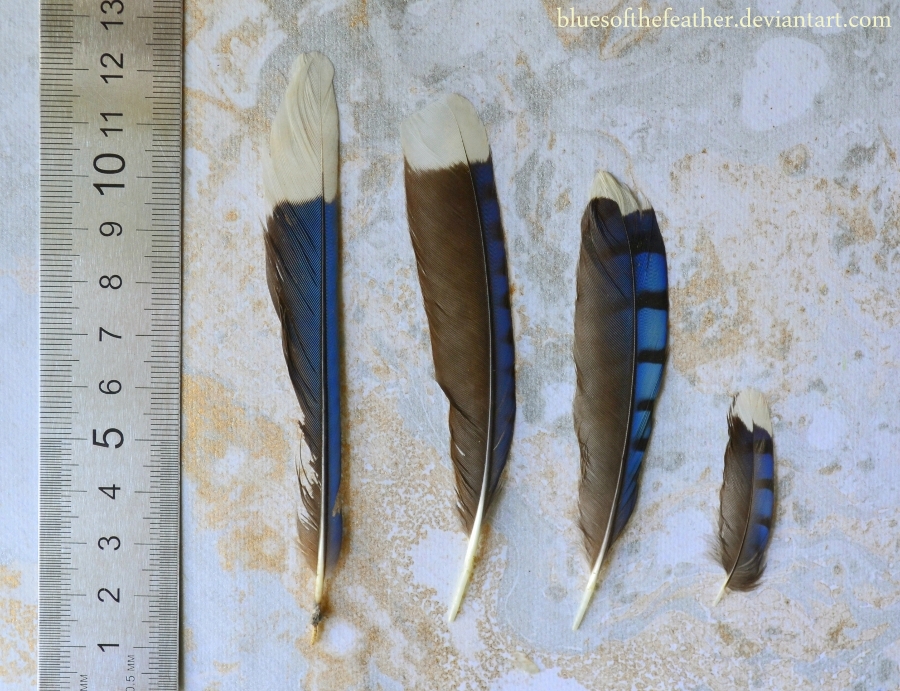Blue Jay Feathers By Bluesofthefeather On Deviantart Blue Jay Feathers By Bluesofthefeather On Deviantart