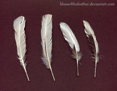 Fake feathers by baka-wani on DeviantArt