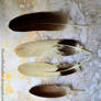 White-tailed Eagle Feathers