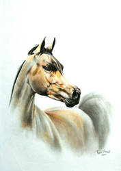 Arabian Horse