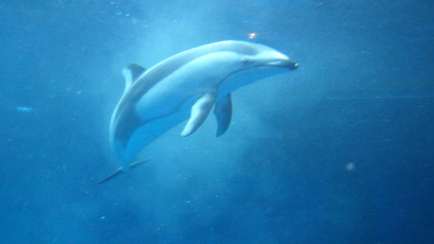 Pacific white sided dolphin