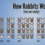 How Rabbits Work