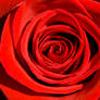 Red Rose