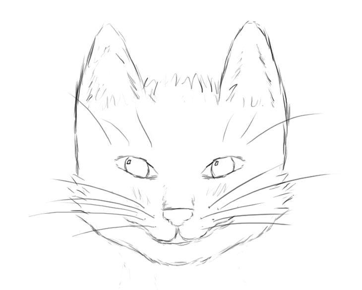 Tete De Chat De Face Dessin