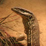 Floodplain Goanna ( Varanus panoptes )