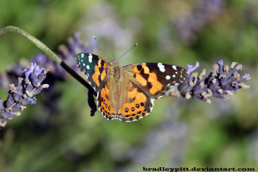 Butterfly and Lavender