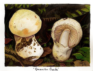 Amanita Ovoide