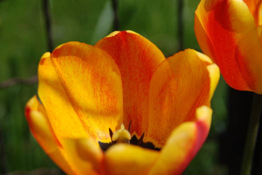 Sun Flowers