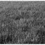 Screentone Grass 1