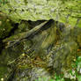 Watermill Ruins - 1