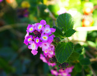 Tiny Purple Flowers by JamieHoltSherfy
