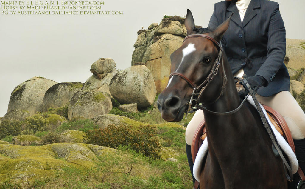 Conquest - PreMade Horse Pic