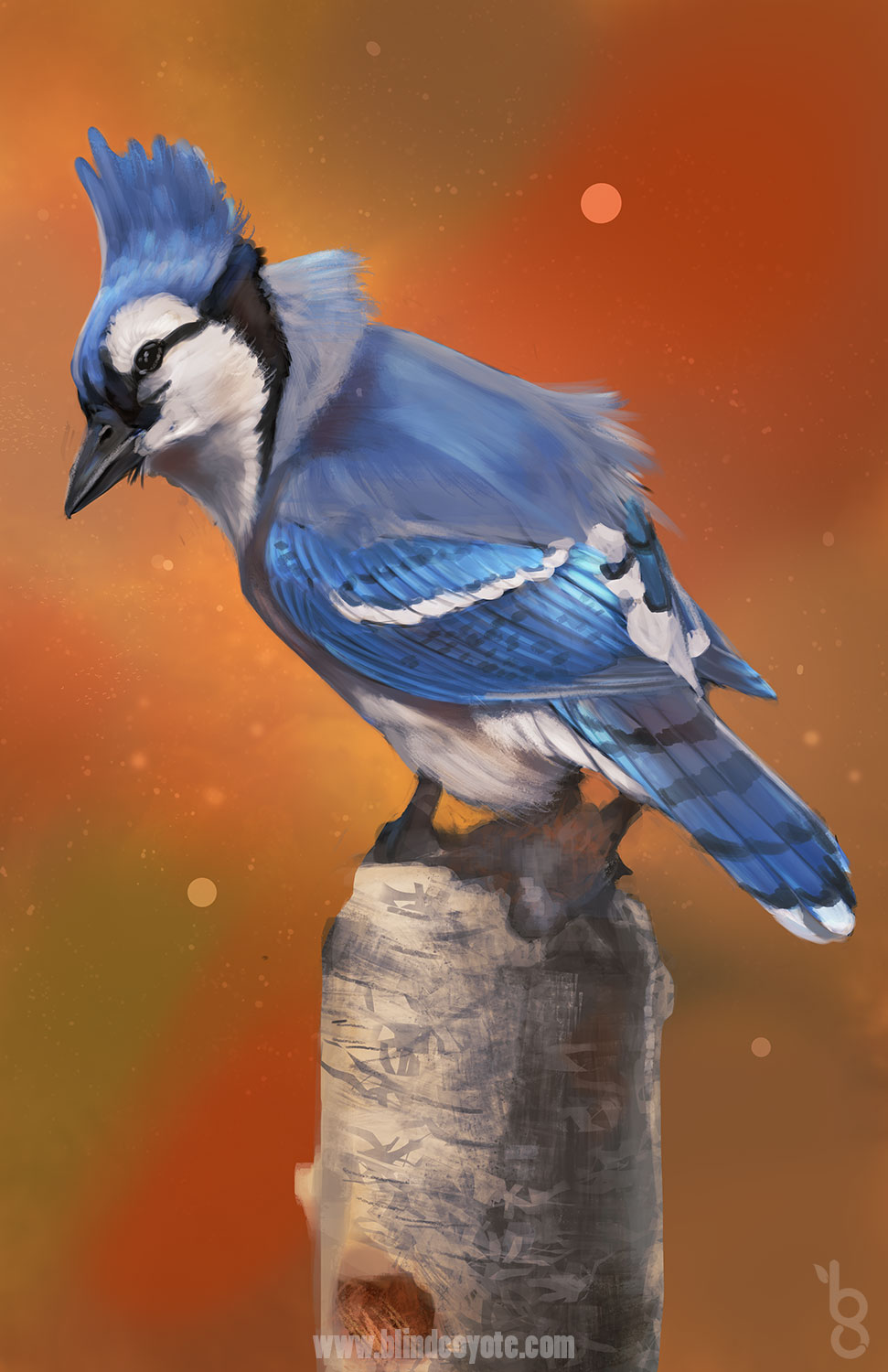 Bluejay