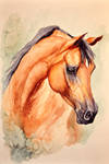 Arabian - watercolour by NutLu