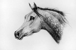 Horse sketch