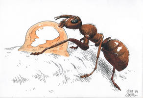 Ant eating sap