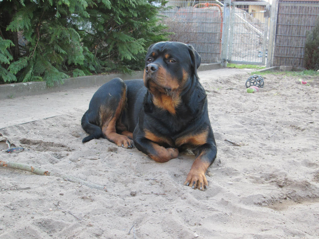 -haGen-