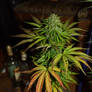 Pineapple Shmeggz - Eleven Thirty Genetics (13)