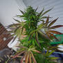 Pineapple Shmeggz - Eleven Thirty Genetics (11)