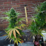 Pineapple Shmeggz - Eleven Thirty Genetics (10)