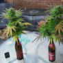 Pineapple Shmeggz - Eleven Thirty Genetics (9.1)