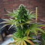 Pineapple Shmeggz - Eleven Thirty Genetics (9)