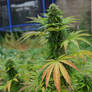 Pineapple Shmeggz - Eleven Thirty Genetics (6)