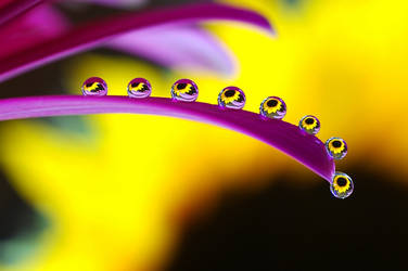 Sunflower drops by hubetek